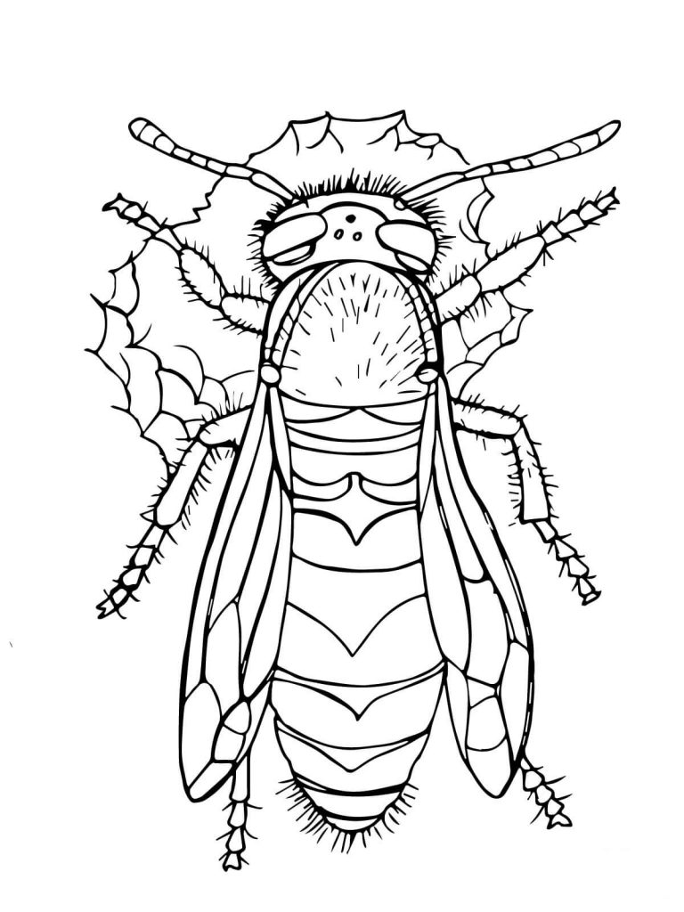 Dibujos para colorear e imprimir Avispas