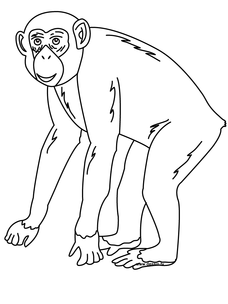 Dibujos para colorear e imprimir Chimpancé