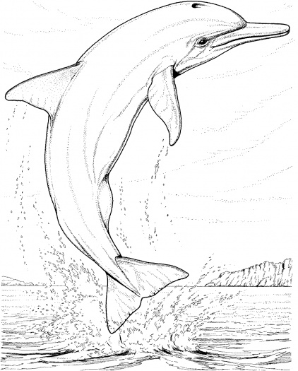 Dibujos para colorear e imprimir Delfines