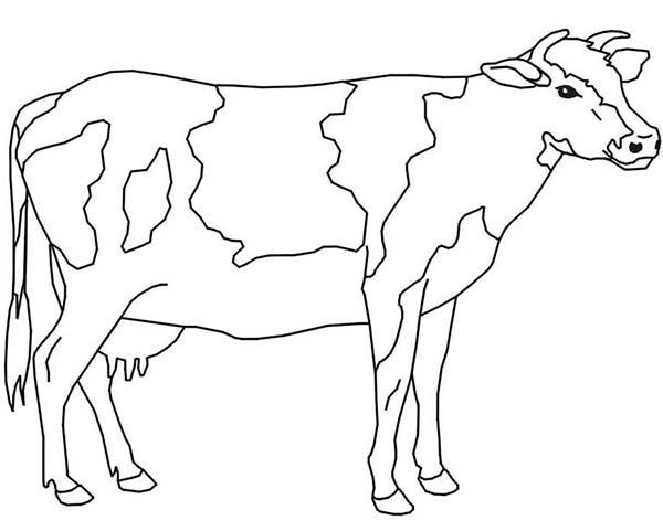 Dibujos para colorear e imprimir Vacas